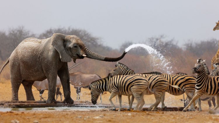 GettyImages - WildEye Conservation