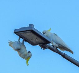 Crowdsourcing cacatoès