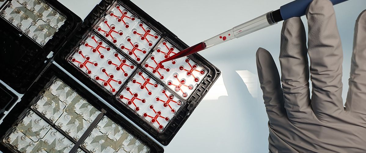 Une main gantée utilise une pipette pour ajouter un liquide rouge dans des plaques de culture en laboratoire.