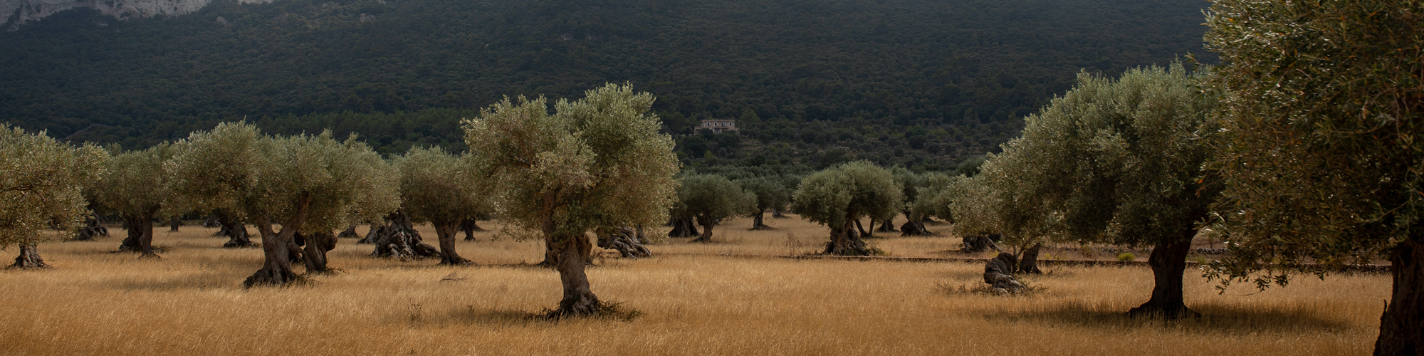 Arbres