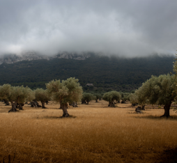 Arbres