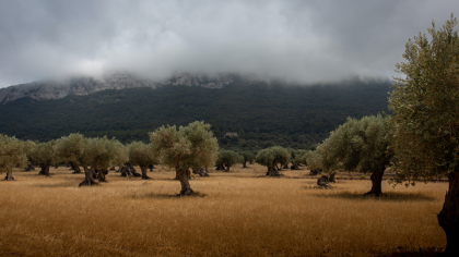 Arbres