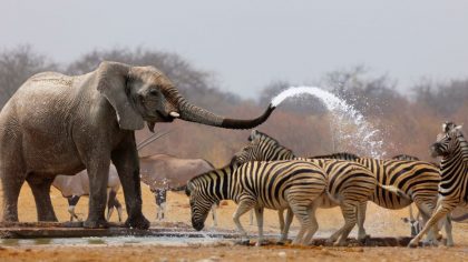 GettyImages - WildEye Conservation