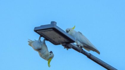 Crowdsourcing cacatoès